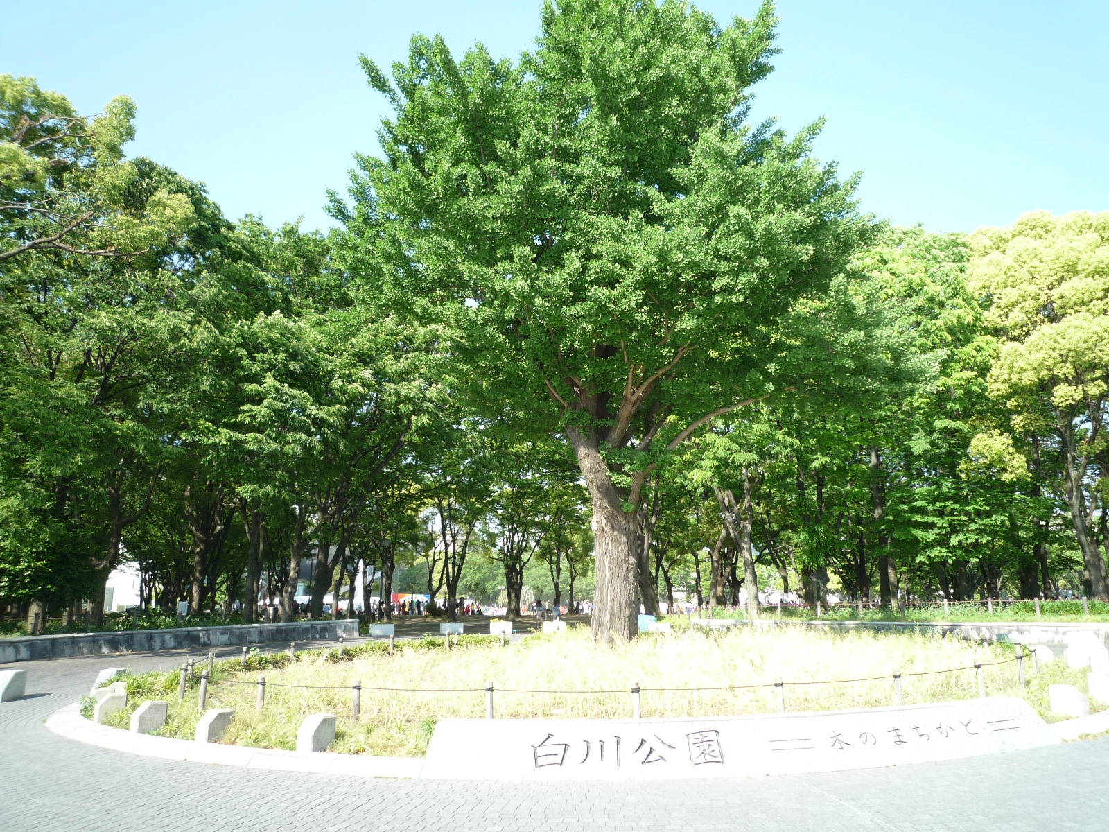エスカルコート 公園：白川公園　493m