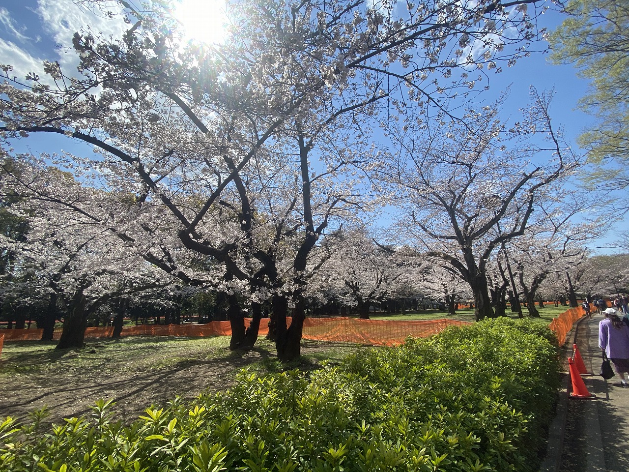 ココラス元代々木 公園：代々木公園 南門　1396m